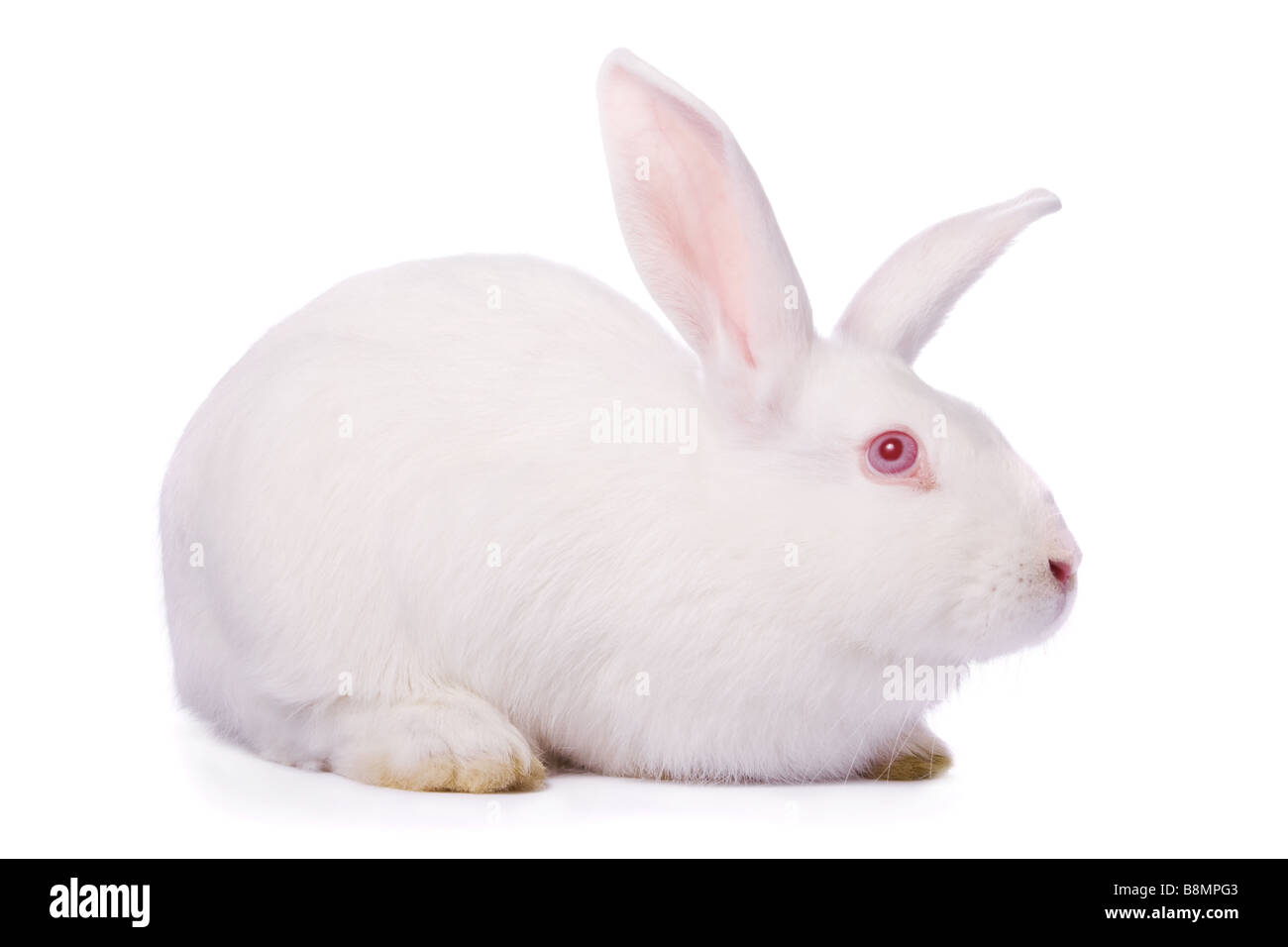Timid young white rabbit isolated on white background Stock Photo