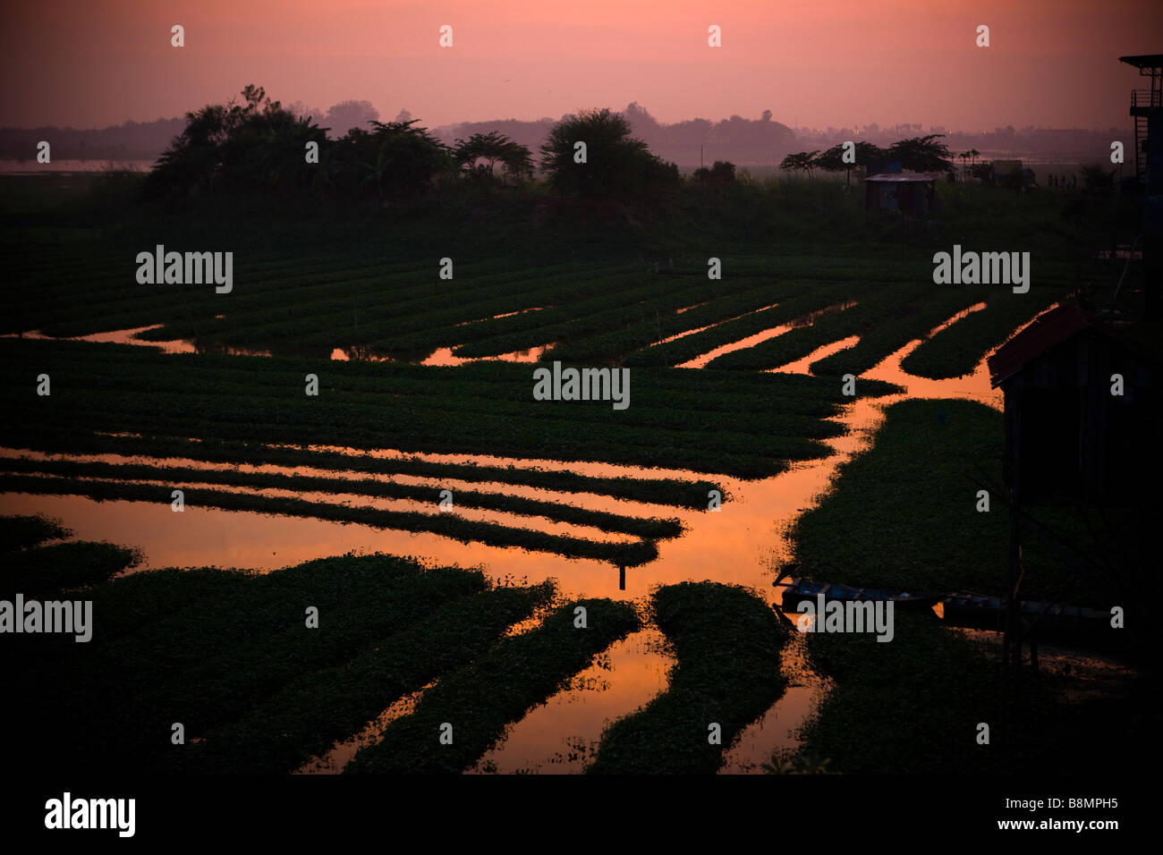 Rice Patty fields outside Phnom Penh Cambodia Stock Photo