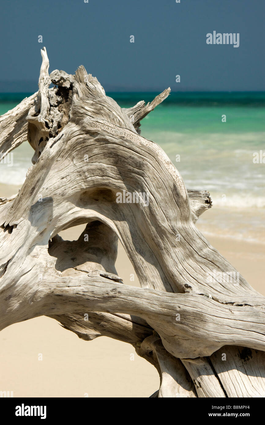 India Andaman and Nicobar Havelock island weatherbeaten driftwood on perfect tropical beach Stock Photo