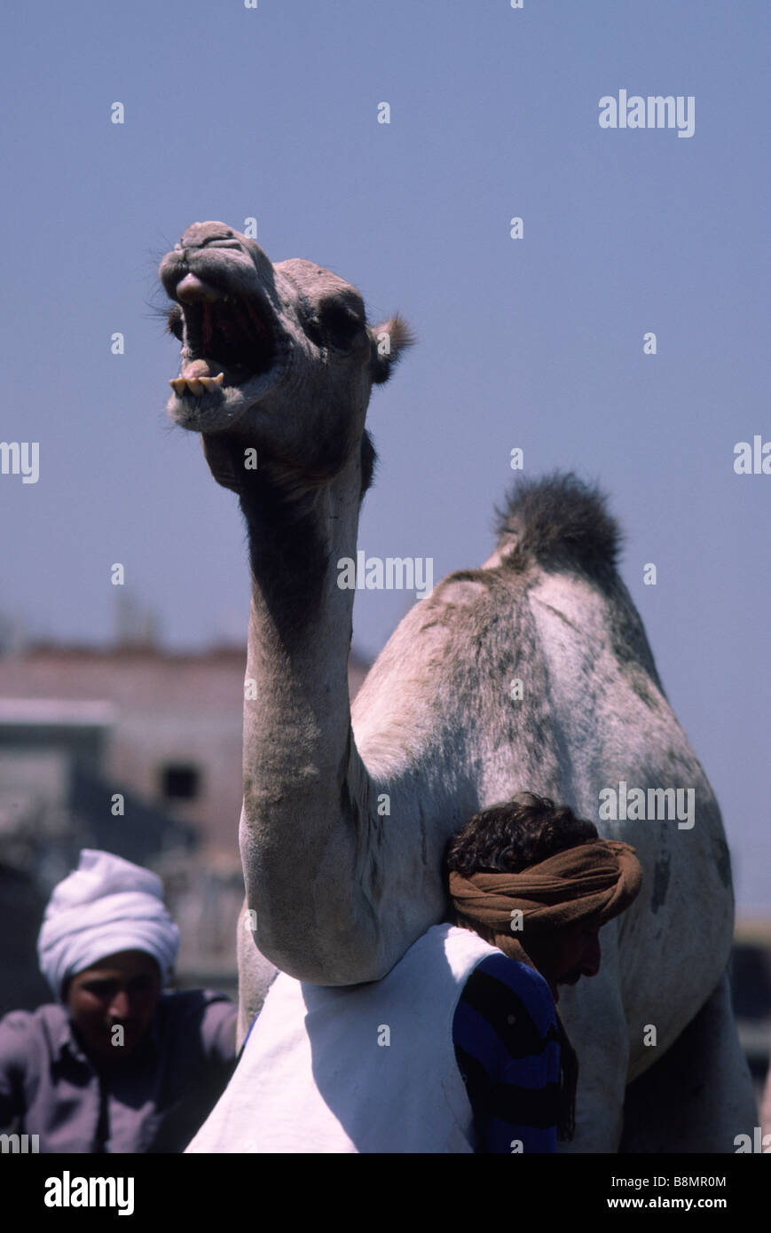 Camel market hi-res stock photography and images - Alamy