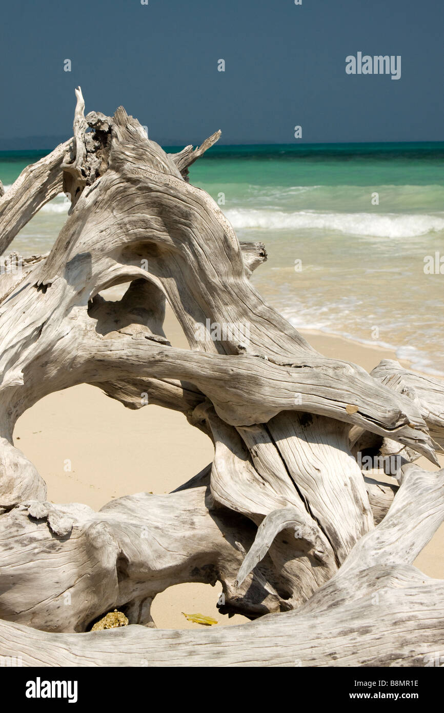India Andaman and Nicobar Havelock island weatherbeaten driftwood on perfect tropical beach Stock Photo
