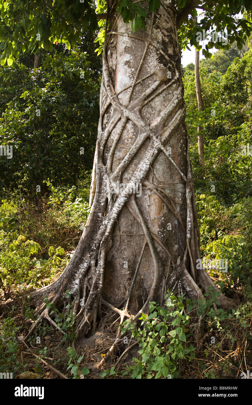 India Andaman and Nicobar Havelock island Kala Pathar strangler fig binding forest tree Stock Photo