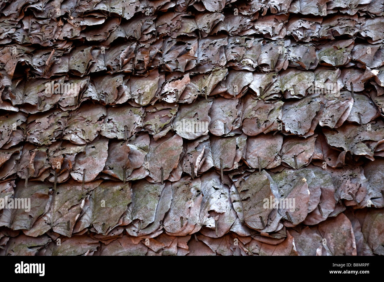 A roof of dried leaves in northern Thailand Stock Photo - Alamy