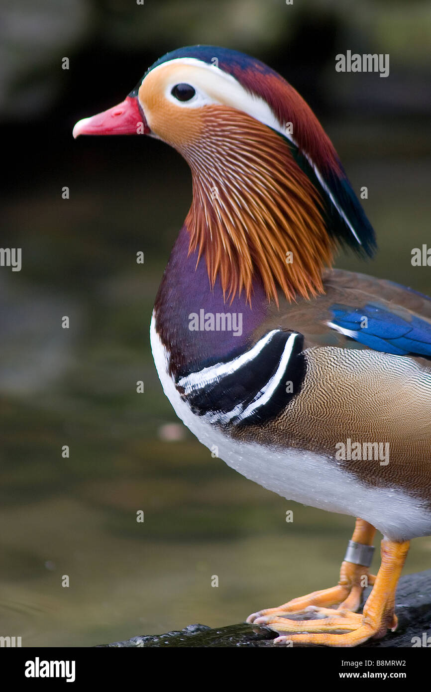 Side portrait view of Mandarin Duck next to water. Stock Photo