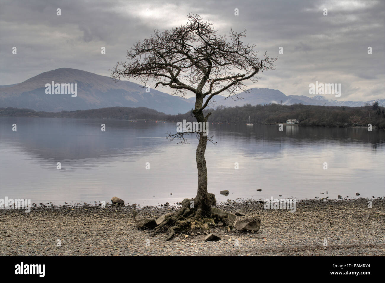 Solitary tree on the banks of Loch Lomond, Scotland Stock Photo