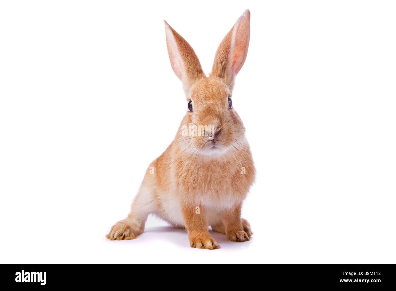 Curious young red rabbit isolated on white background /// easter bunny cut out white background cutout cute watching funny inquisitive snooping pet Stock Photo