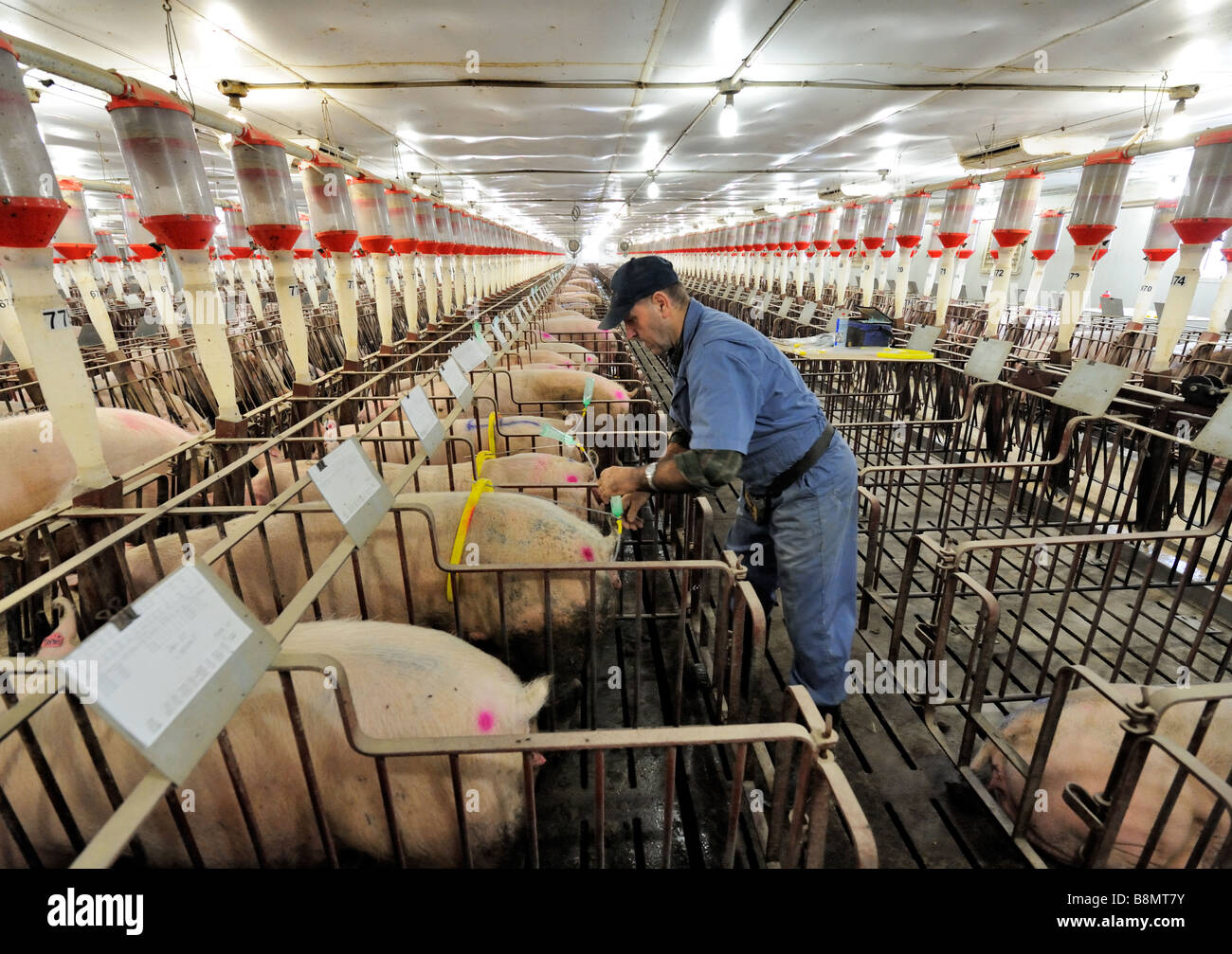 Breeding Sows High Resolution Stock Photography and Images Alamy