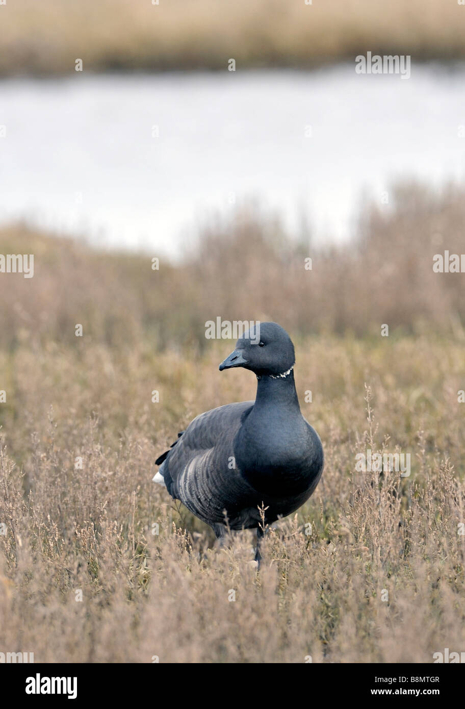 Brent Goose Branta bernicla on the saltmarshes of Lincolnshire. French: Bernache cravant German: Ringelgans Spanish: Barnacla carinegra Stock Photo