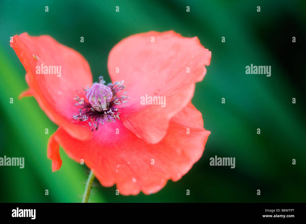 Dancing poppy hi-res stock photography and images - Alamy
