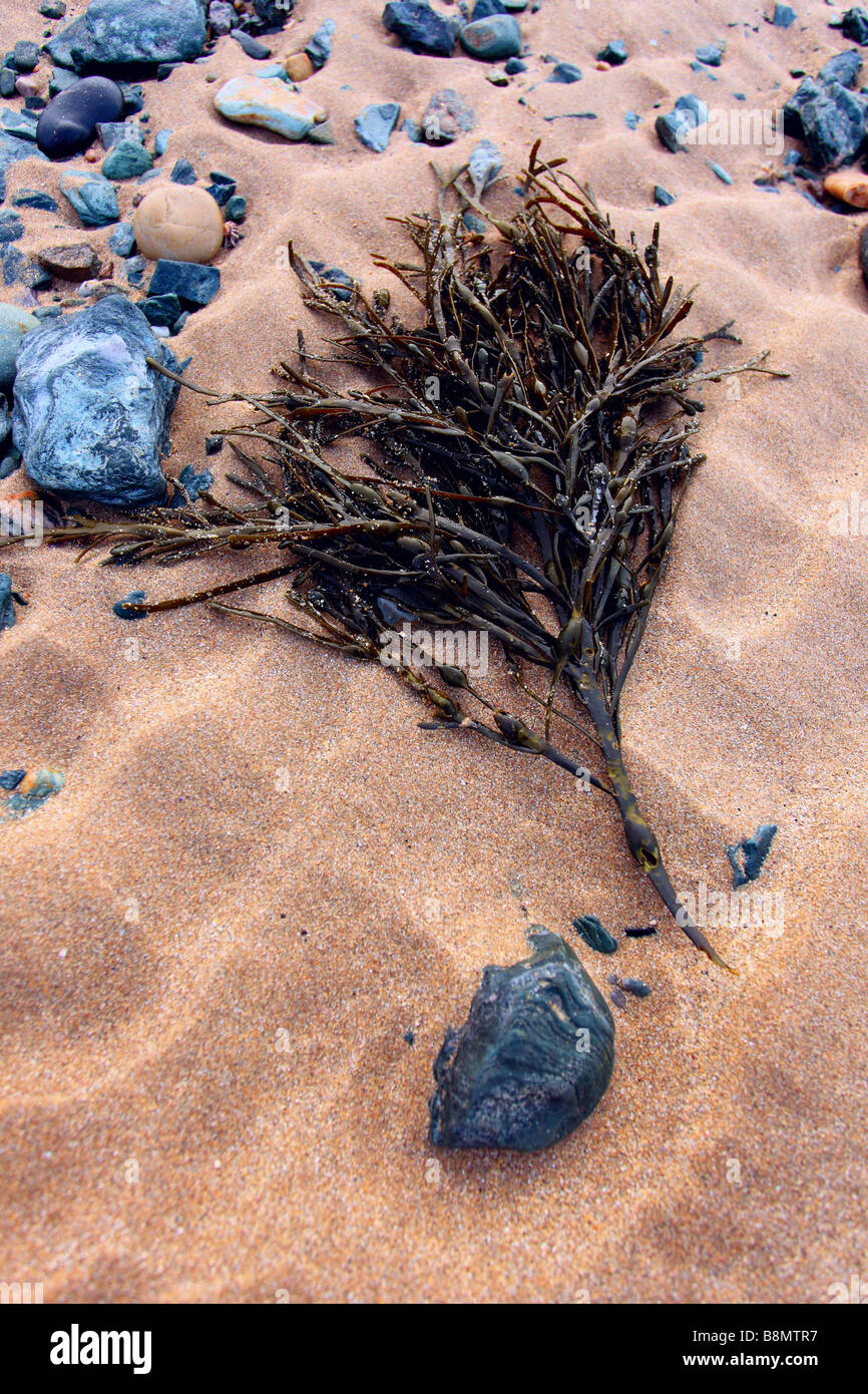 close up of seaweed on beach Stock Photo