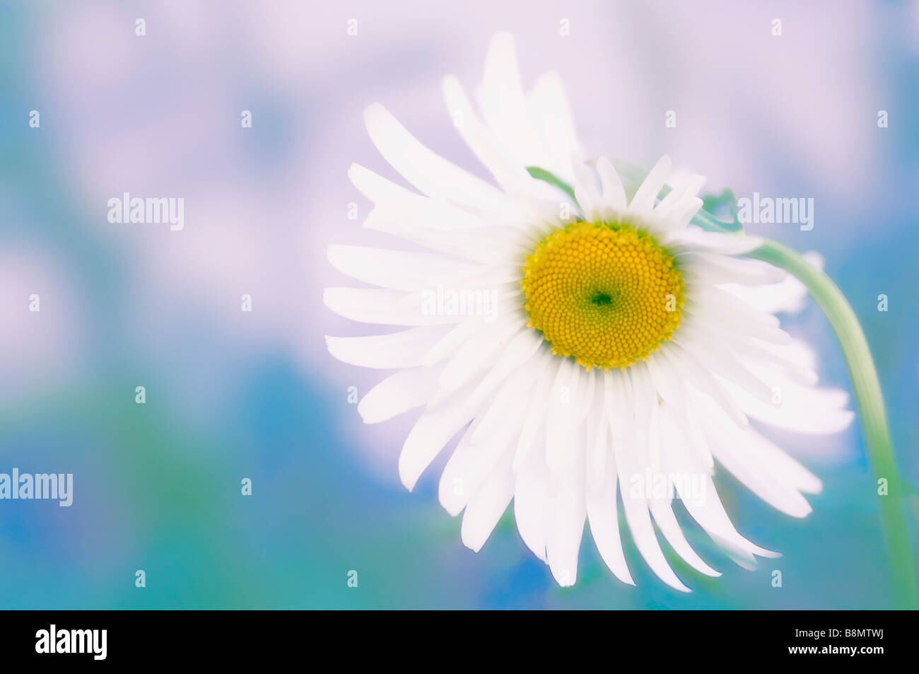 White Daisy Flower Stock Photo