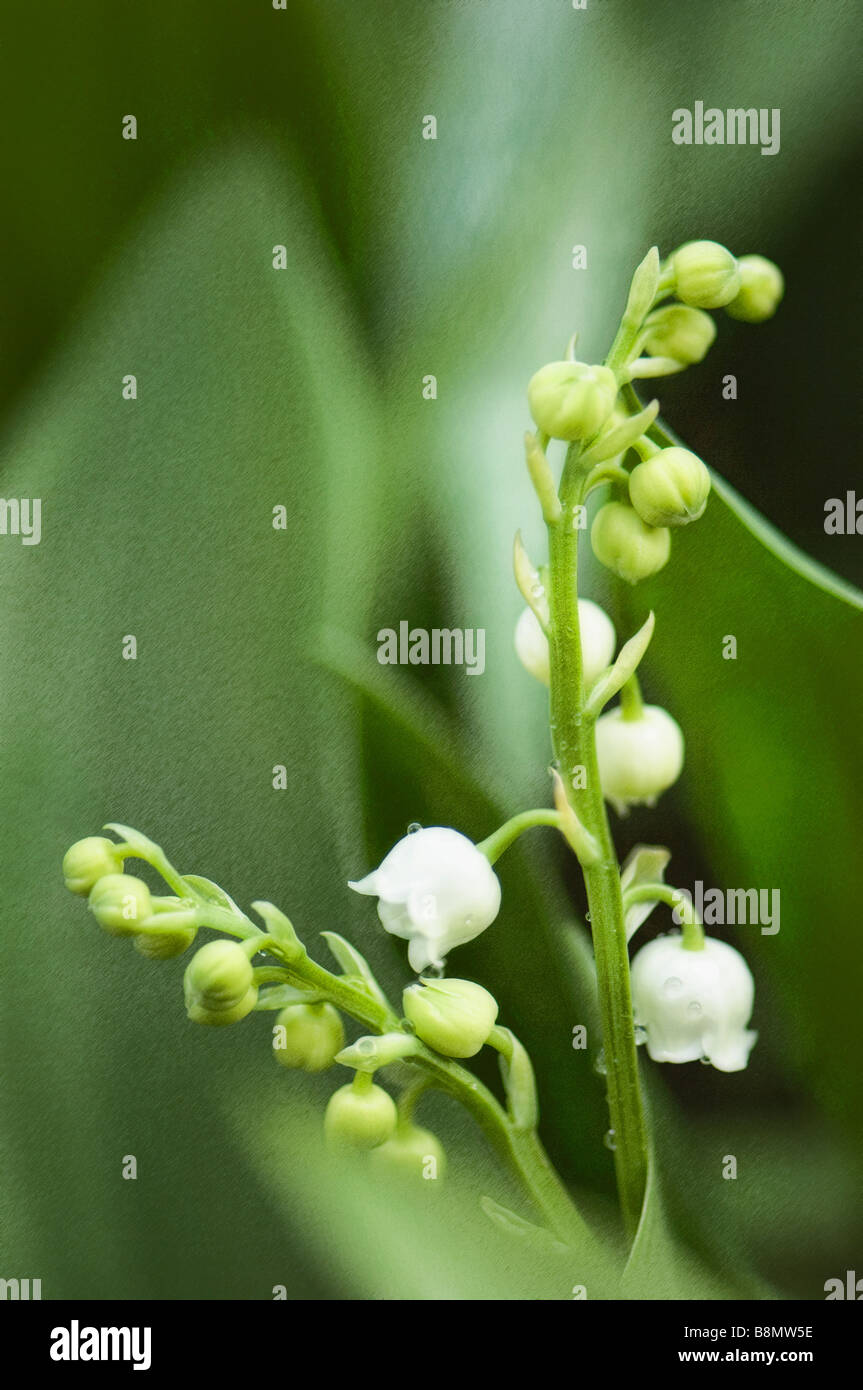 White Lily of the Valley Flowers Stock Photo