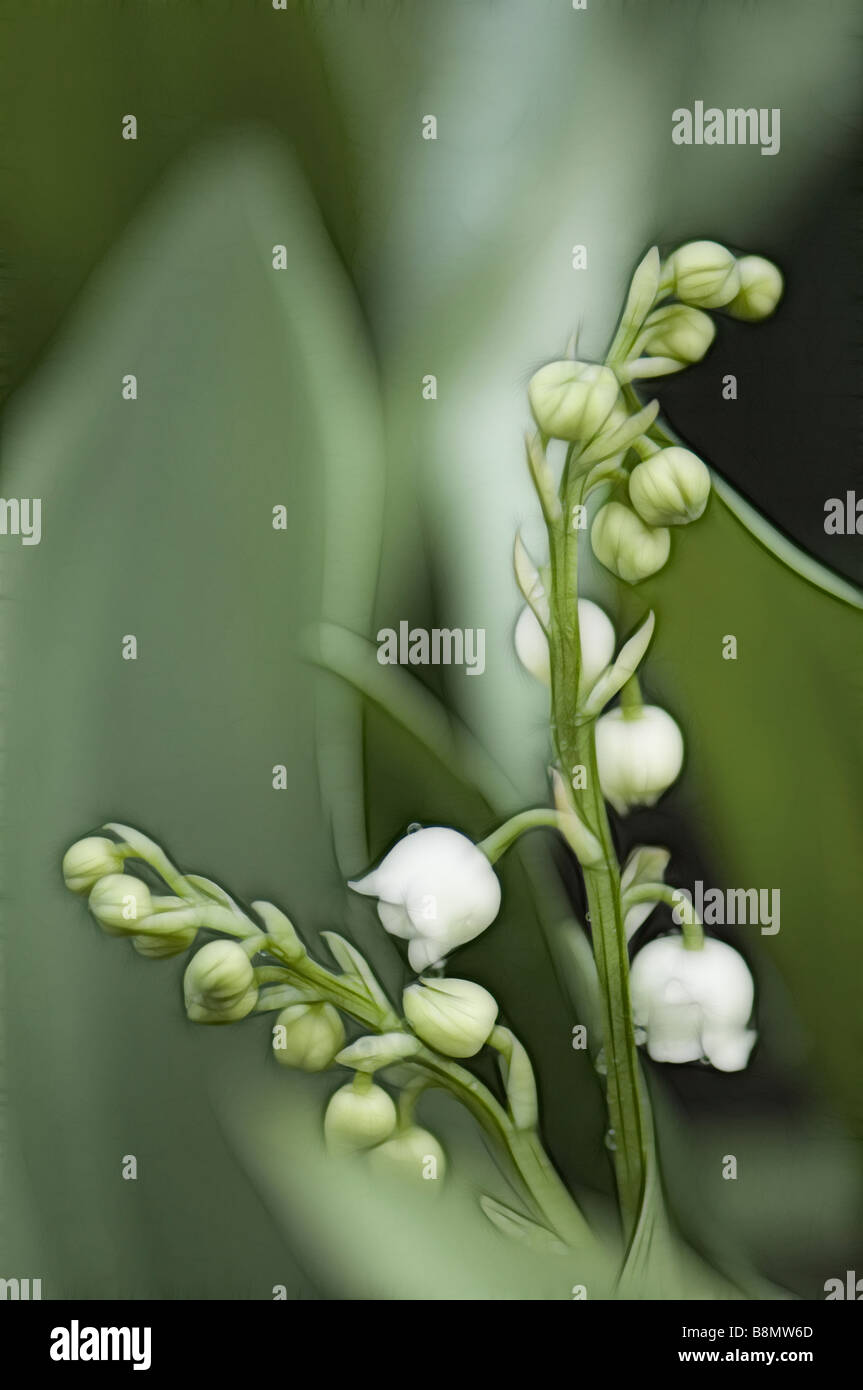 Painterly Image of White Lily of the Valley Flowers Stock Photo