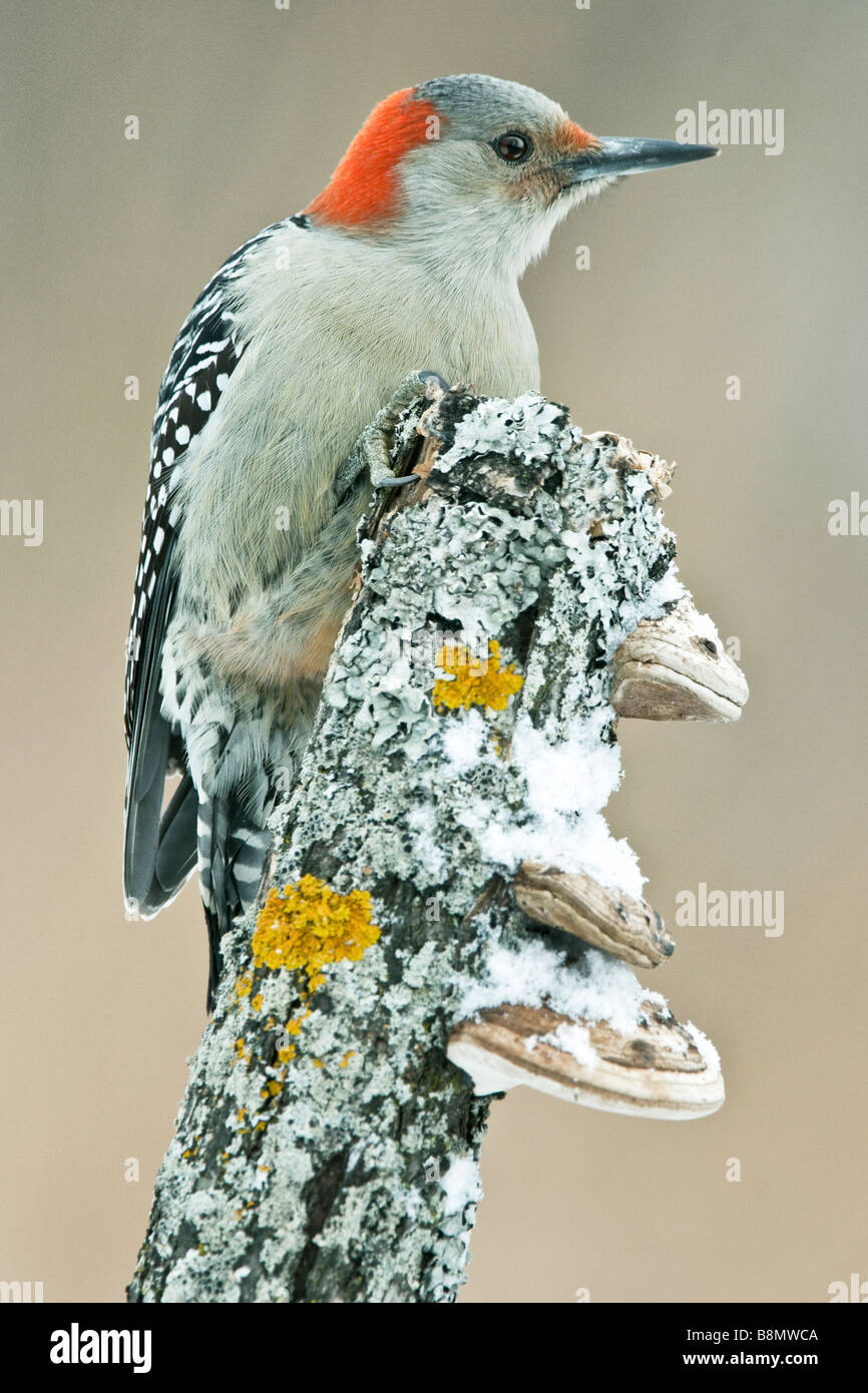 Red-bellied Woodpecker, female, Melanerpes carolinus Eastern USA by Skip Moody/Dembinsky Photo Assoc Stock Photo