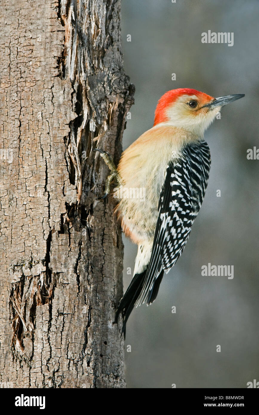 Red-bellied Woodpecker, male Melanerpes carolinus Eastern USA, by Skip Moody/Dembinsky Photo Assoc Stock Photo