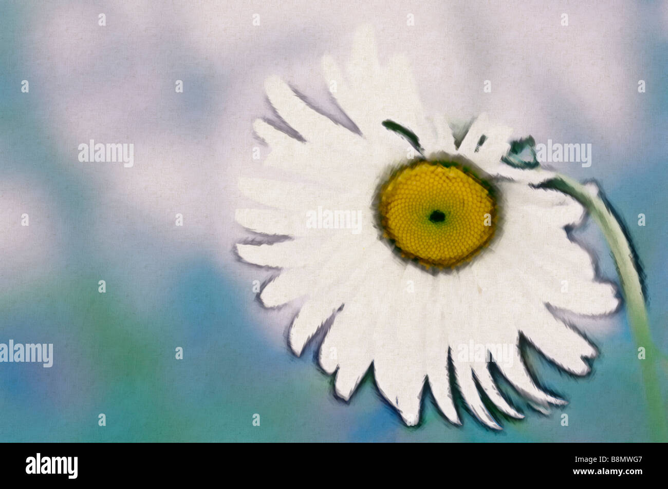 Painterly Image of White Daisy Flower Stock Photo