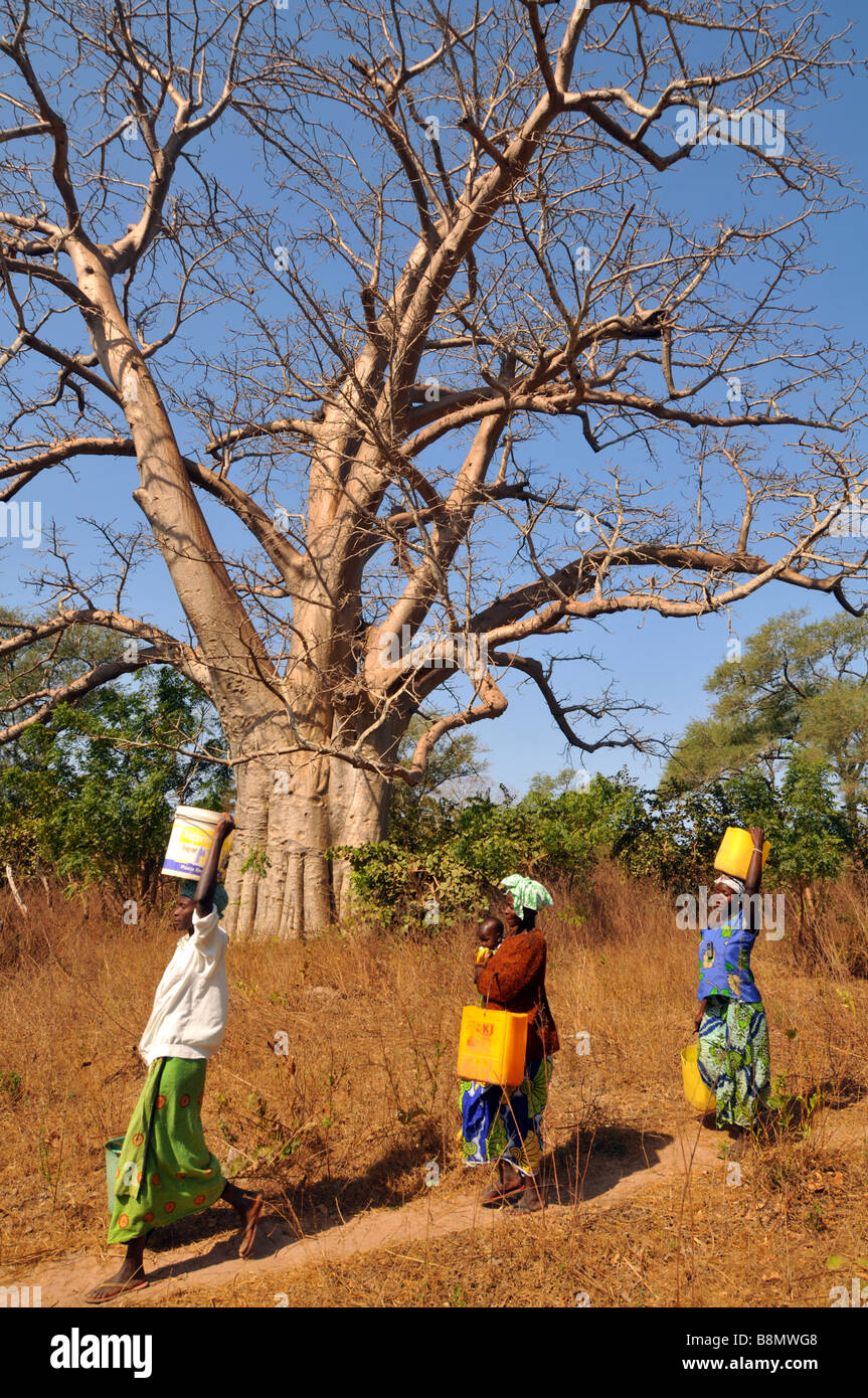 Women carrying water on their heads walk past a Baobab tree, The Gambia, West Africa Stock Photo