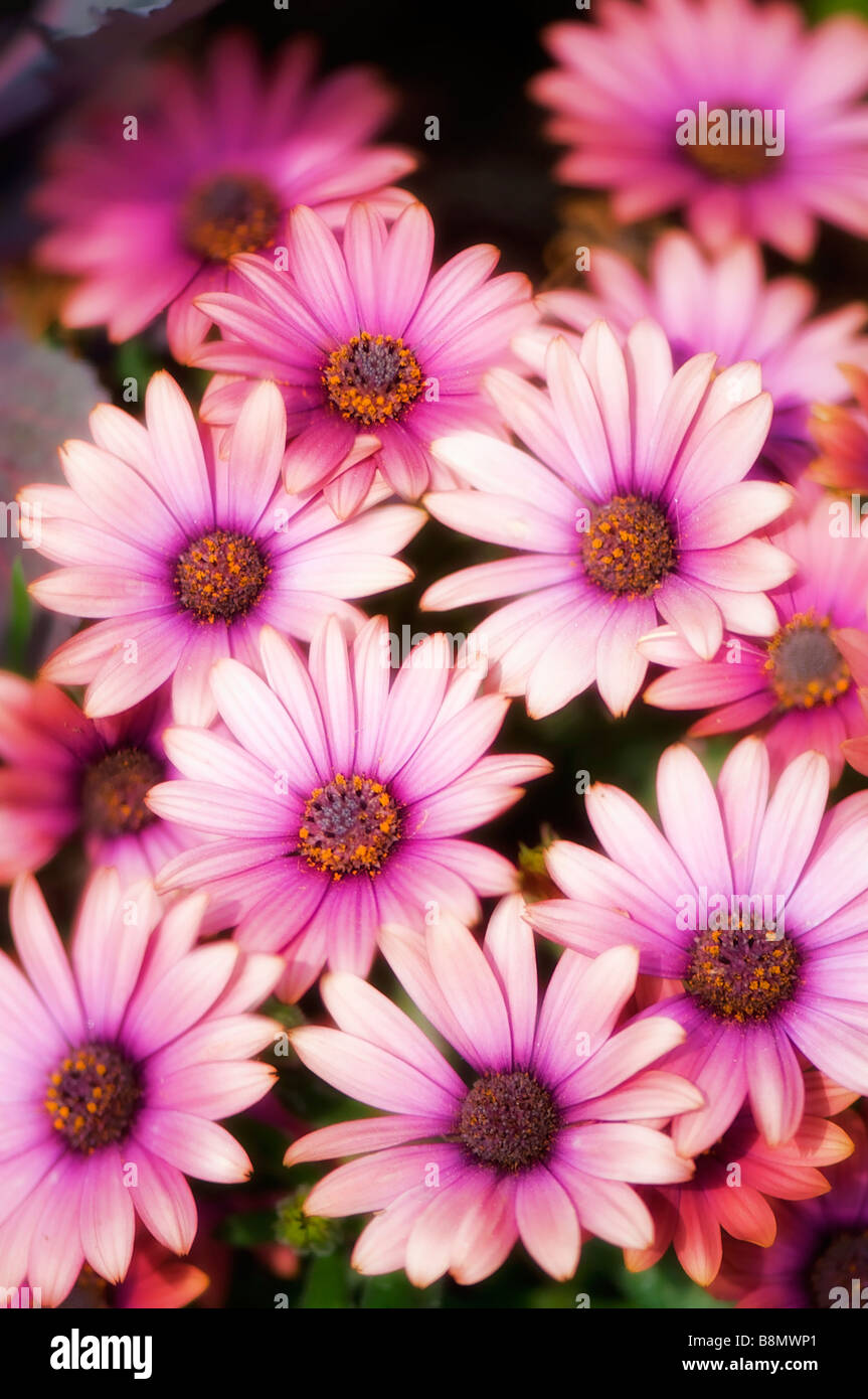 Vivid african daisy hires stock photography and images Alamy