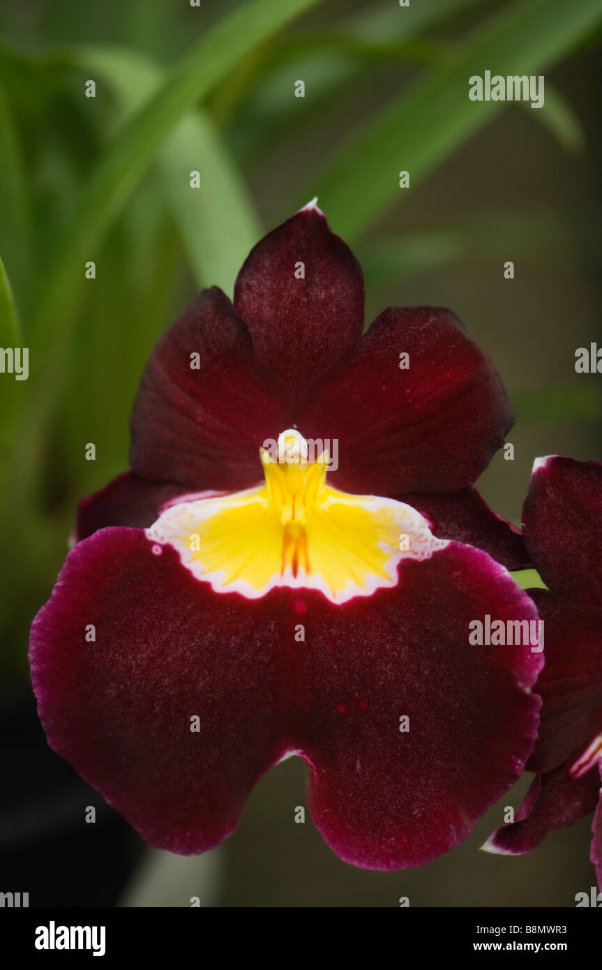 Dark Red Miltoniopsis Orchid Flower Stock Photo