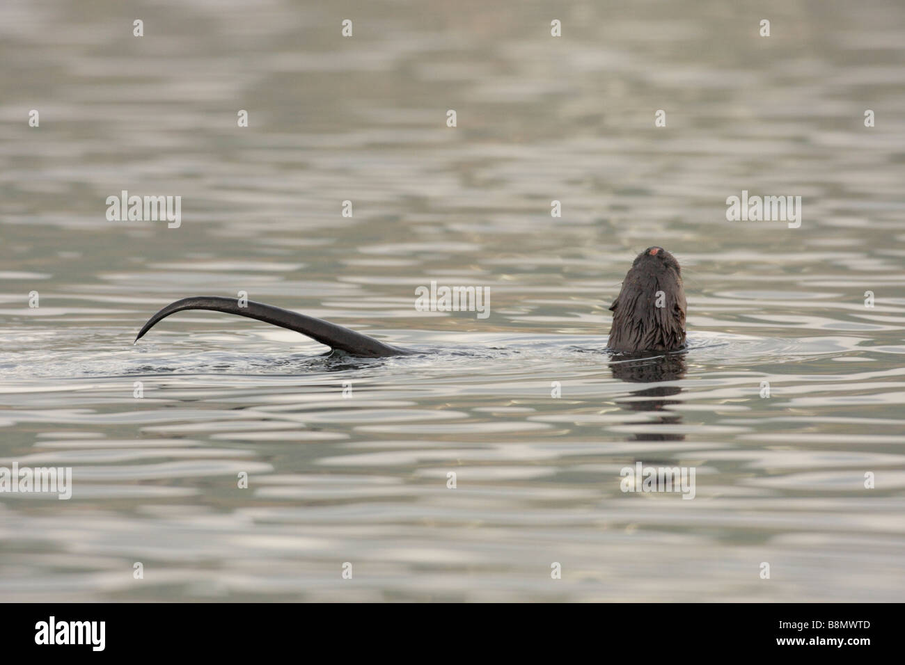 River otter swimming in salt water lagoon Victoria British Columbia Canada Stock Photo