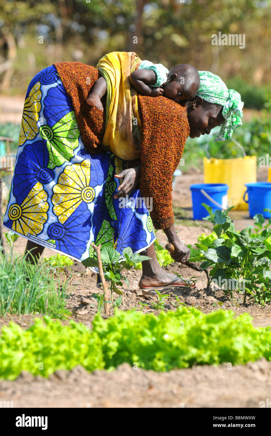 Mother carrying baby tends to her crops, The Gambia, West Africa Stock Photo