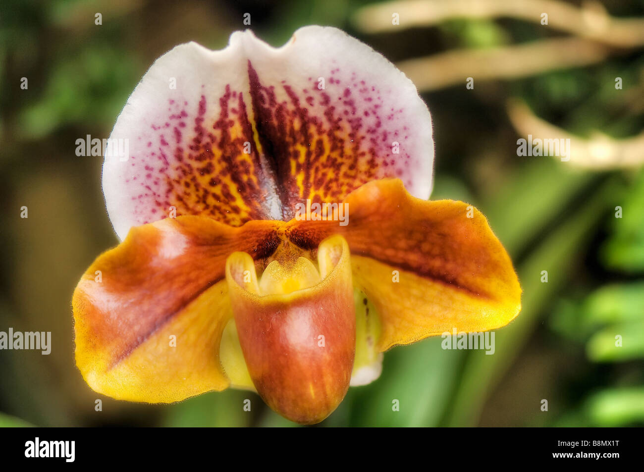 A Close-up of Paphiopedilum Orchid Flower Stock Photo