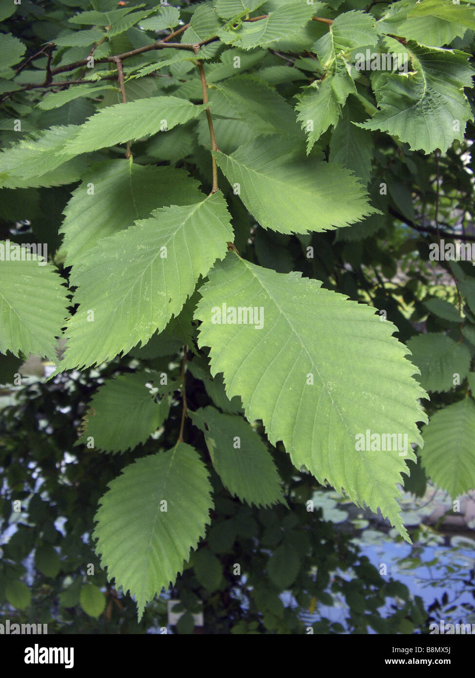 European elm, European white elm (Ulmus laevis), leaves Stock Photo