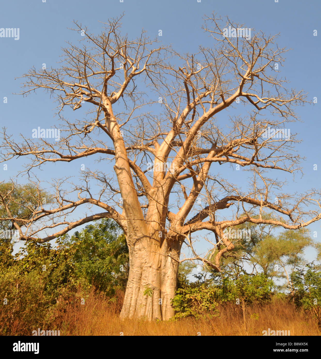 Baobab tree, boab boaboa “upside-down tree” Baobab tree, The Gambia, West Africa Stock Photo