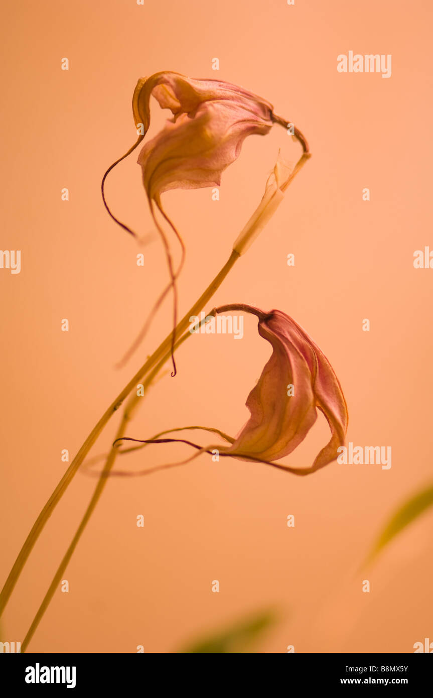 Wilted Masdevallia Orchid Flowers Facing Opposite Directions Stock Photo