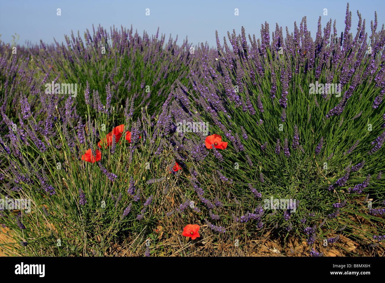 lavender (Lavandula angustifolia), lavender fields with poppies, France, Verdon Stock Photo