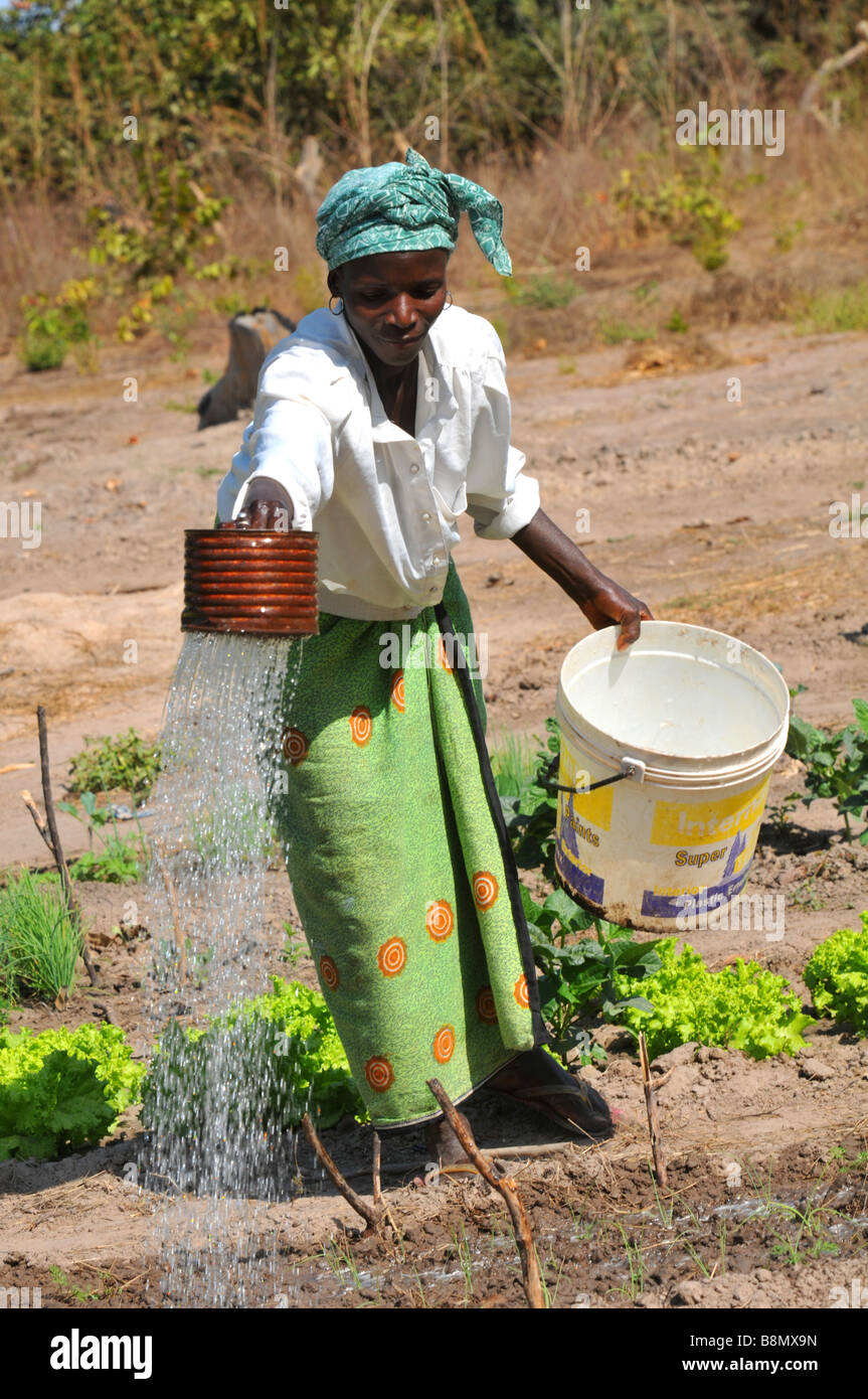 Woman watering her crops, The Gambia, West Africa Stock Photo