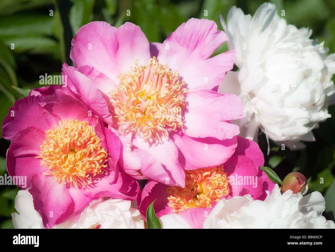 Pink and White Peony Flowers in Bloom in the Garden Stock Photo