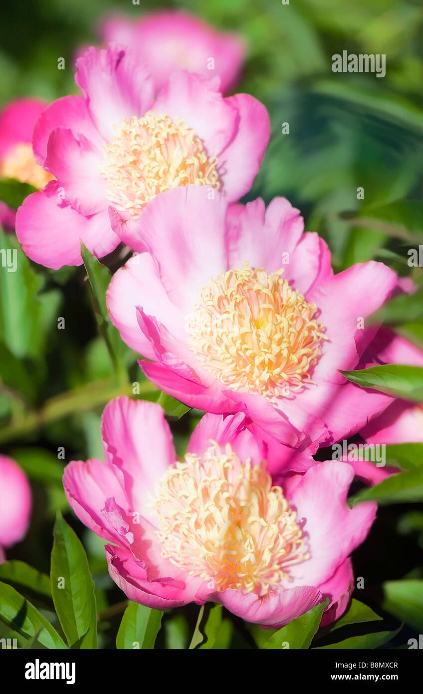 Pink Peony Flower Trio Stock Photo