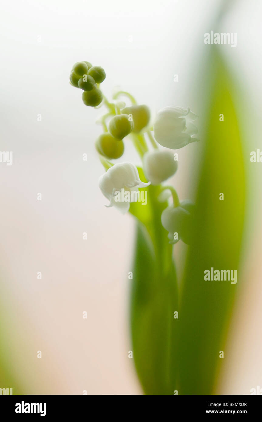 Lily of the valley tree hi-res stock photography and images - Alamy