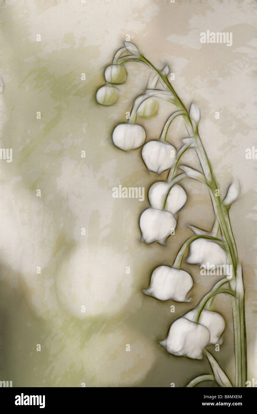 Emerging Lily of the Valley Flower Sketch Stock Photo