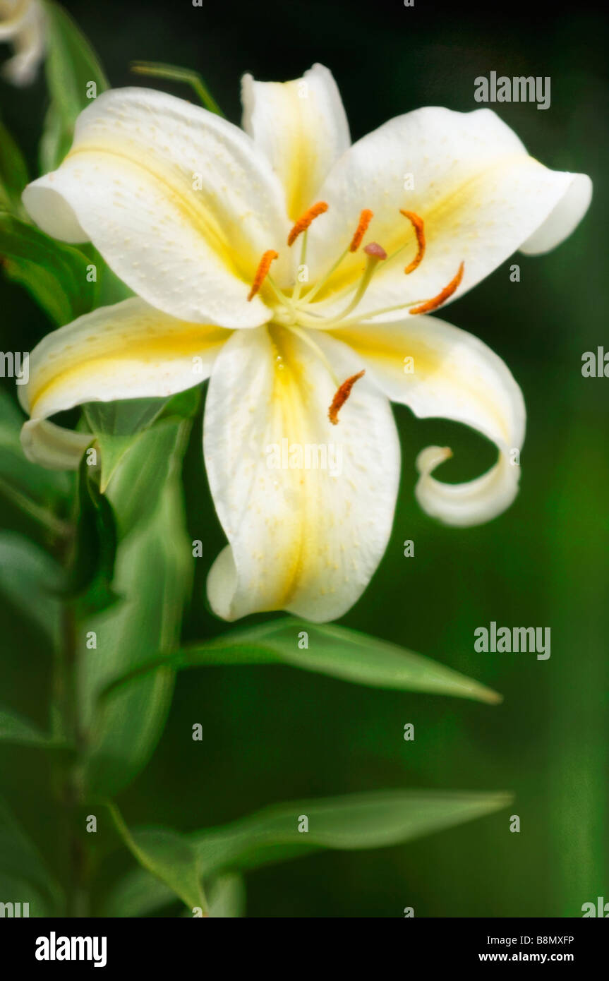 White and yellow oriental lily hi-res stock photography and images - Alamy