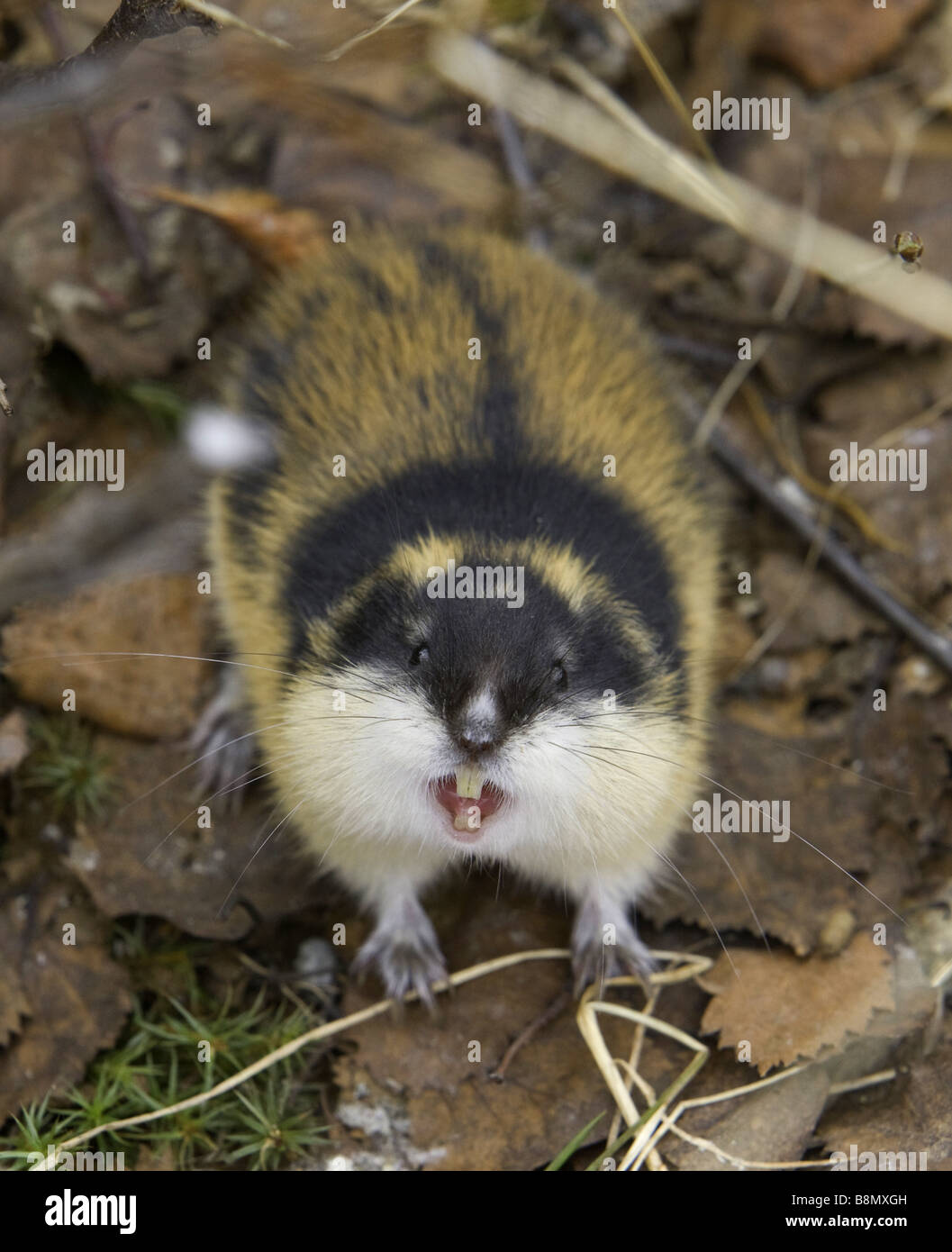 True lemming hi-res stock photography and images - Alamy