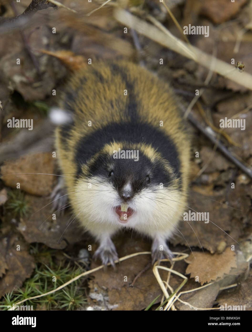 Lemming Animal Facts  Lemmus Lemmus - A-Z Animals