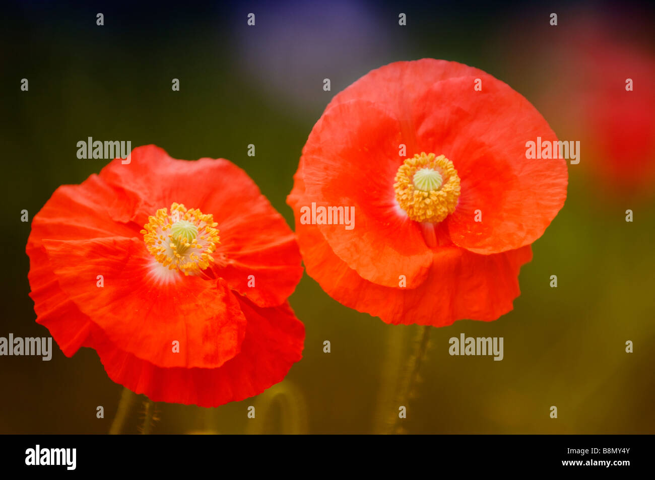 Red Shirley Poppy Flower Duo Stock Photo Alamy