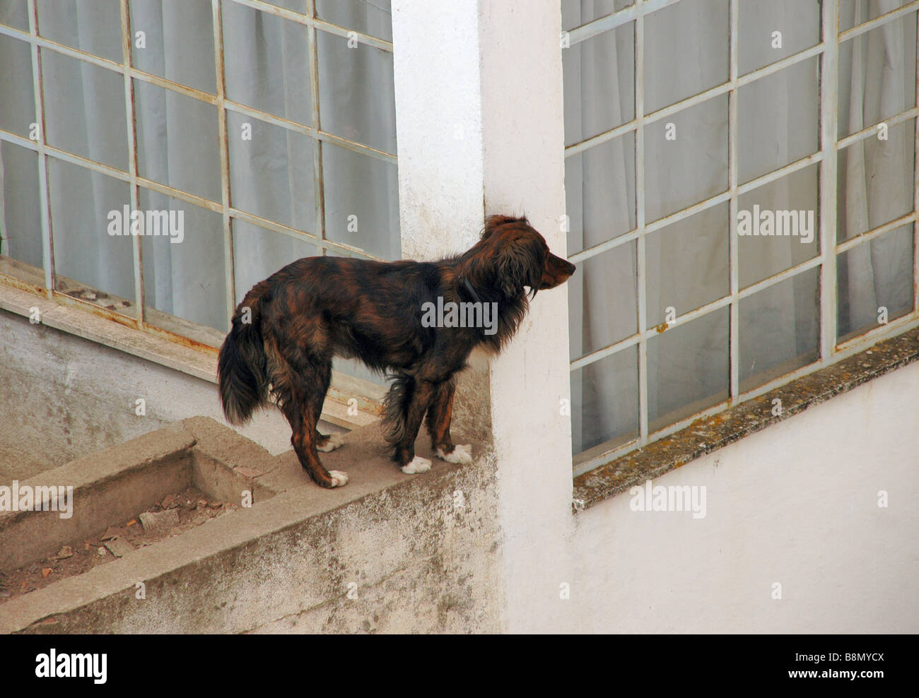 a dog stands on a wall looking down a street. Stock Photo