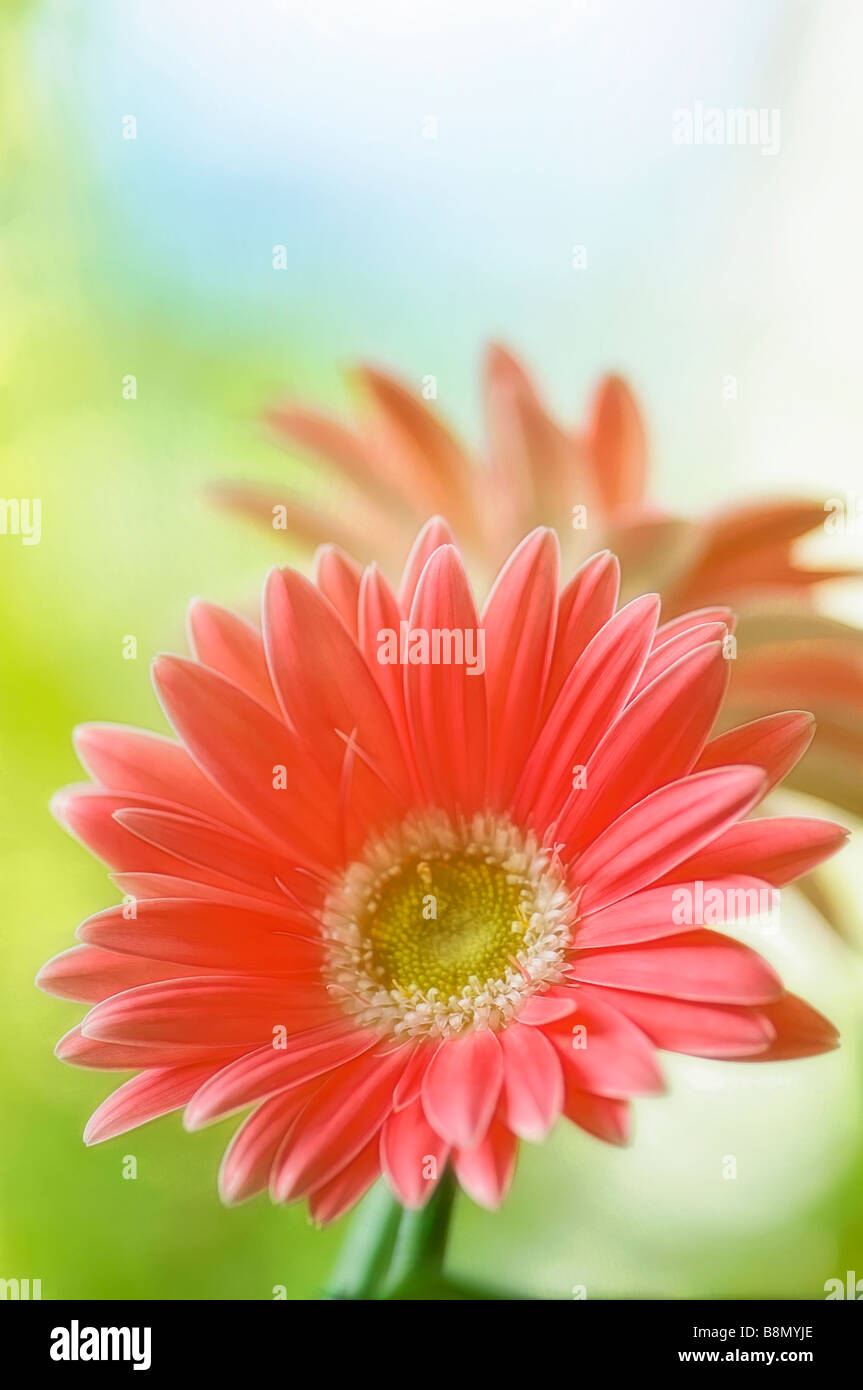 Coral Pink Gerbera Daisy Flower, Soft Background of Green Grass and