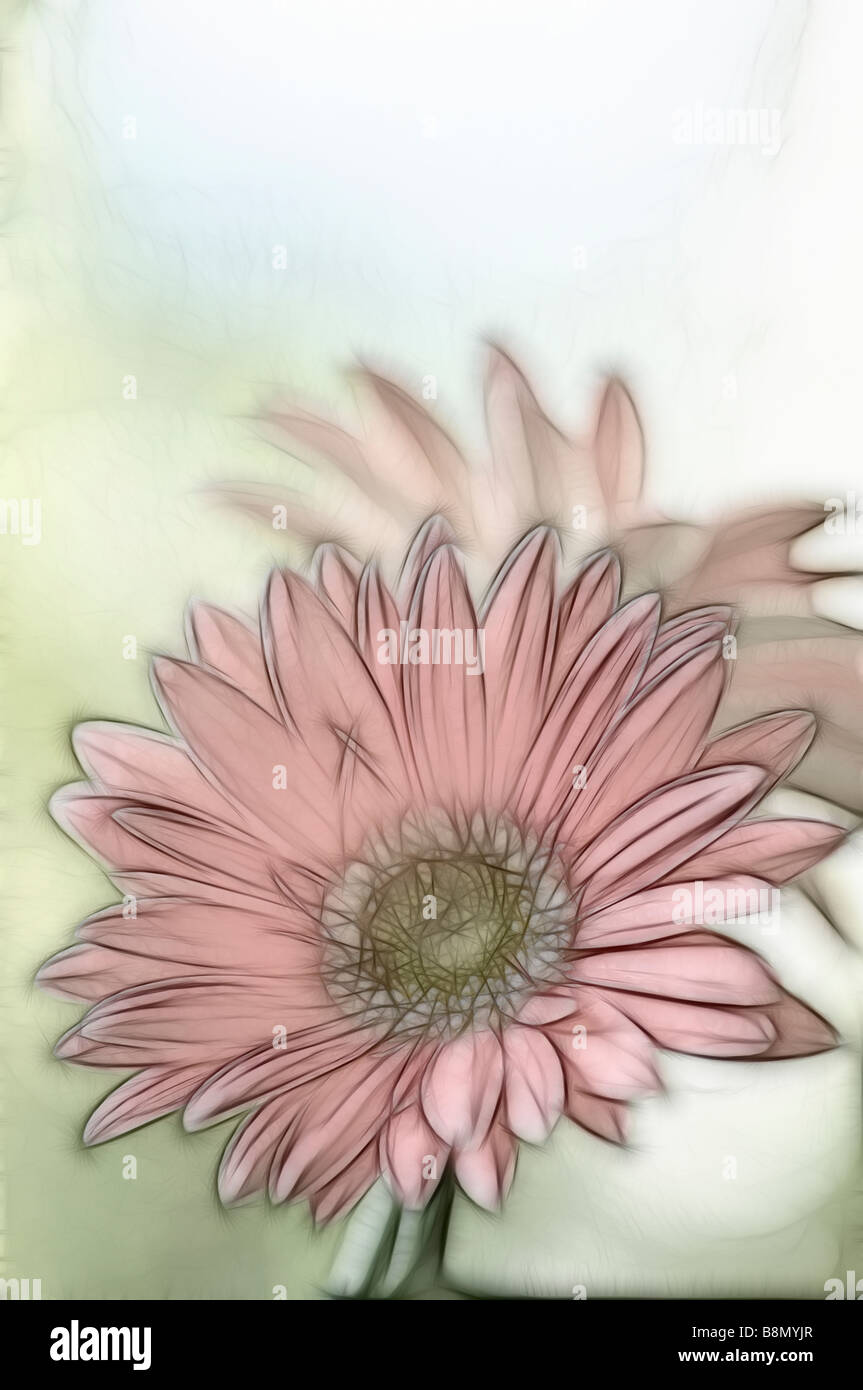 A Sketch Of Coral Pink Gerbera Daisy Flower Soft Background Of Green Stock Photo Alamy