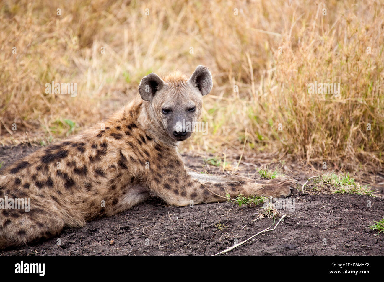 An adult spotted hyena genus Crocuta lies in the bush in the Serengeti