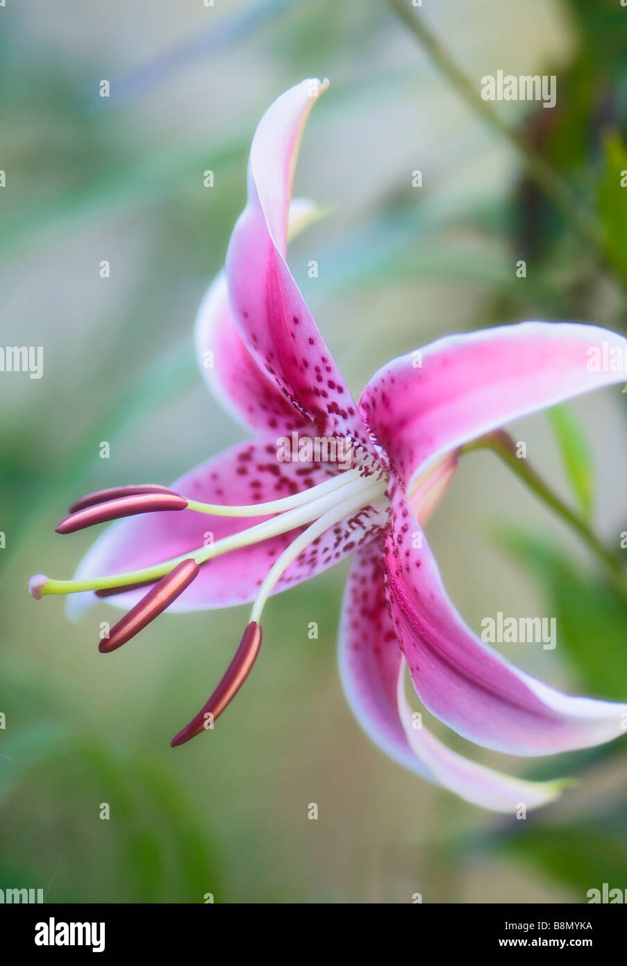 Pint Heirloom Oriental lily Flower Close-up Stock Photo