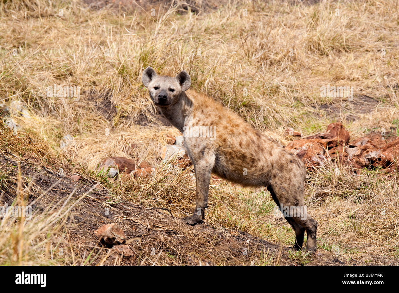 An adult spotted hyena genus Crocuta stands up in the bush in the