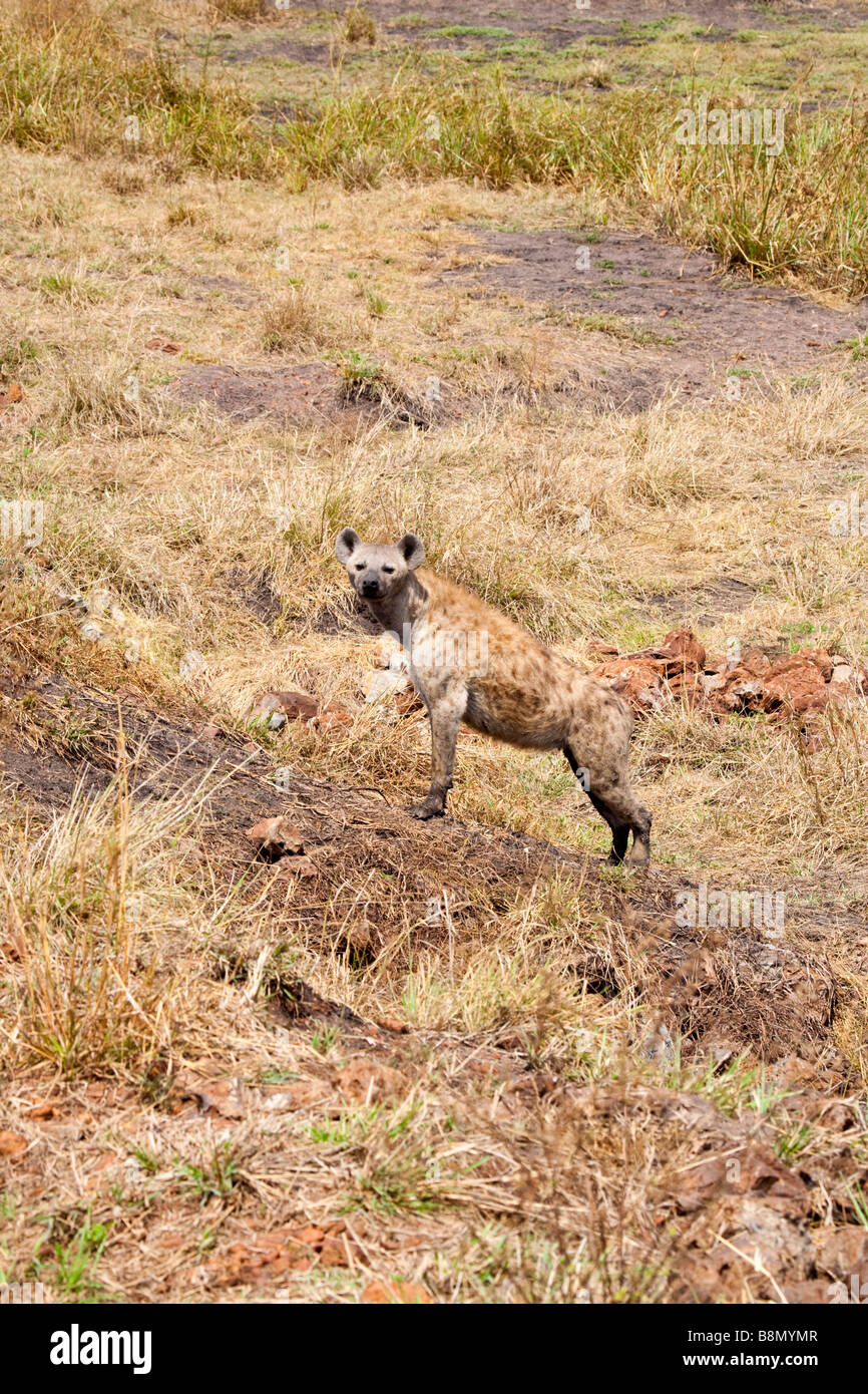 An adult spotted hyena genus Crocuta stands up in the bush in the