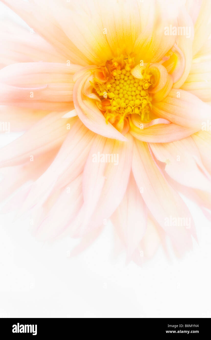 Pale Cream Peach Yellow DAhlia Close-up, White Background Stock Photo