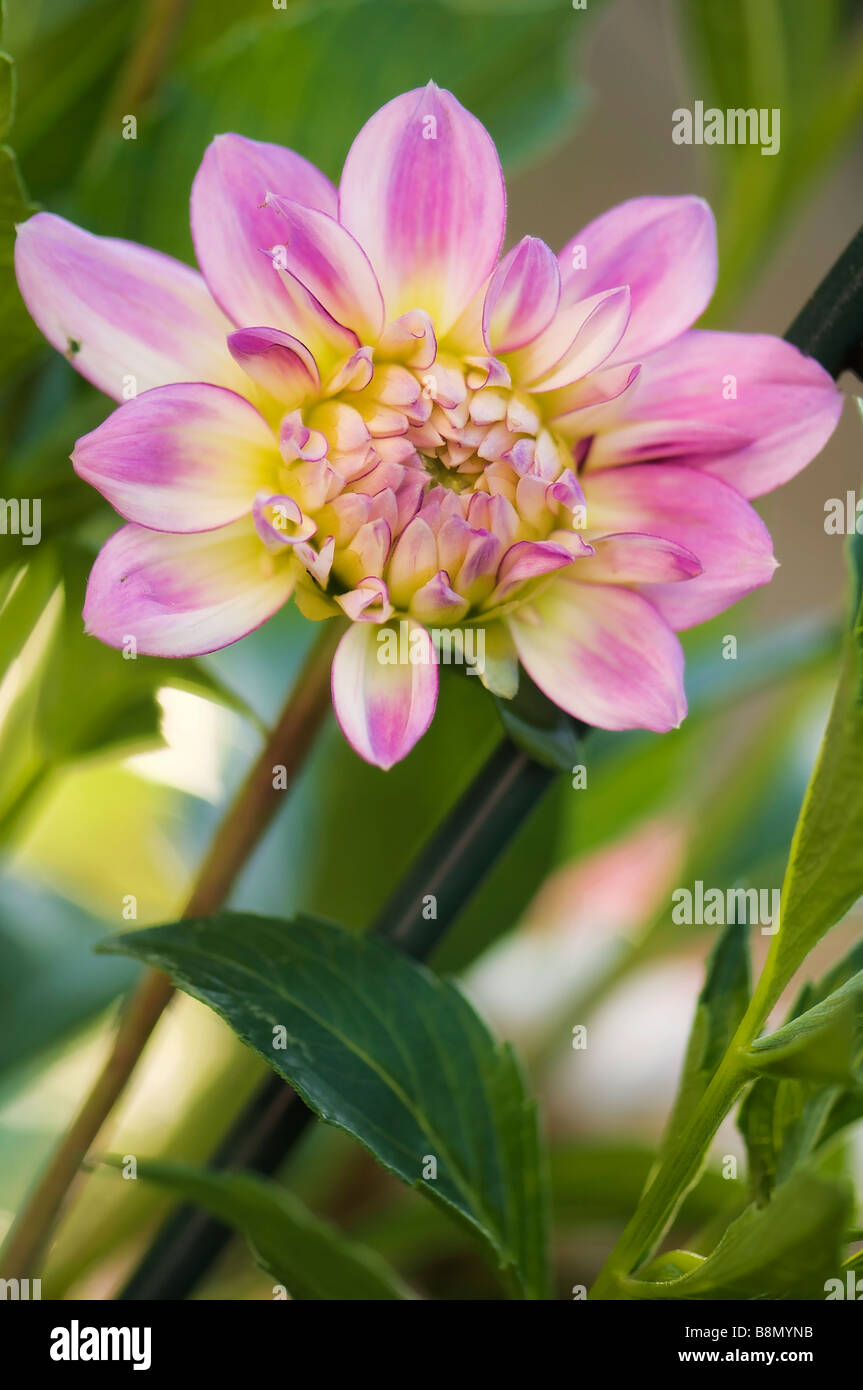 Yellow Pink Dahlia Flower and a Stake, Green Leaves Background Stock Photo