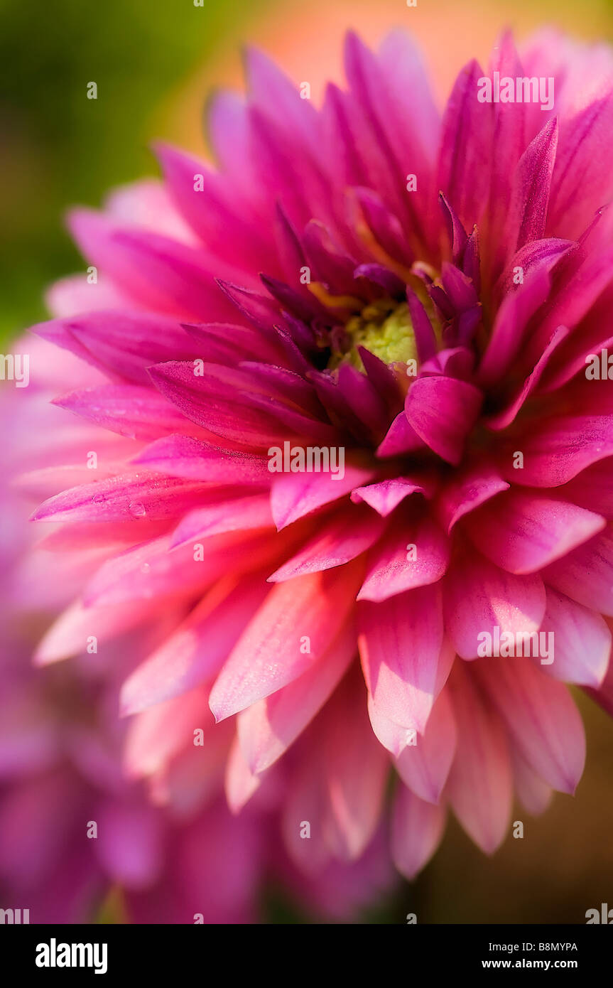 Perfect dahlia flower hi-res stock photography and images - Alamy