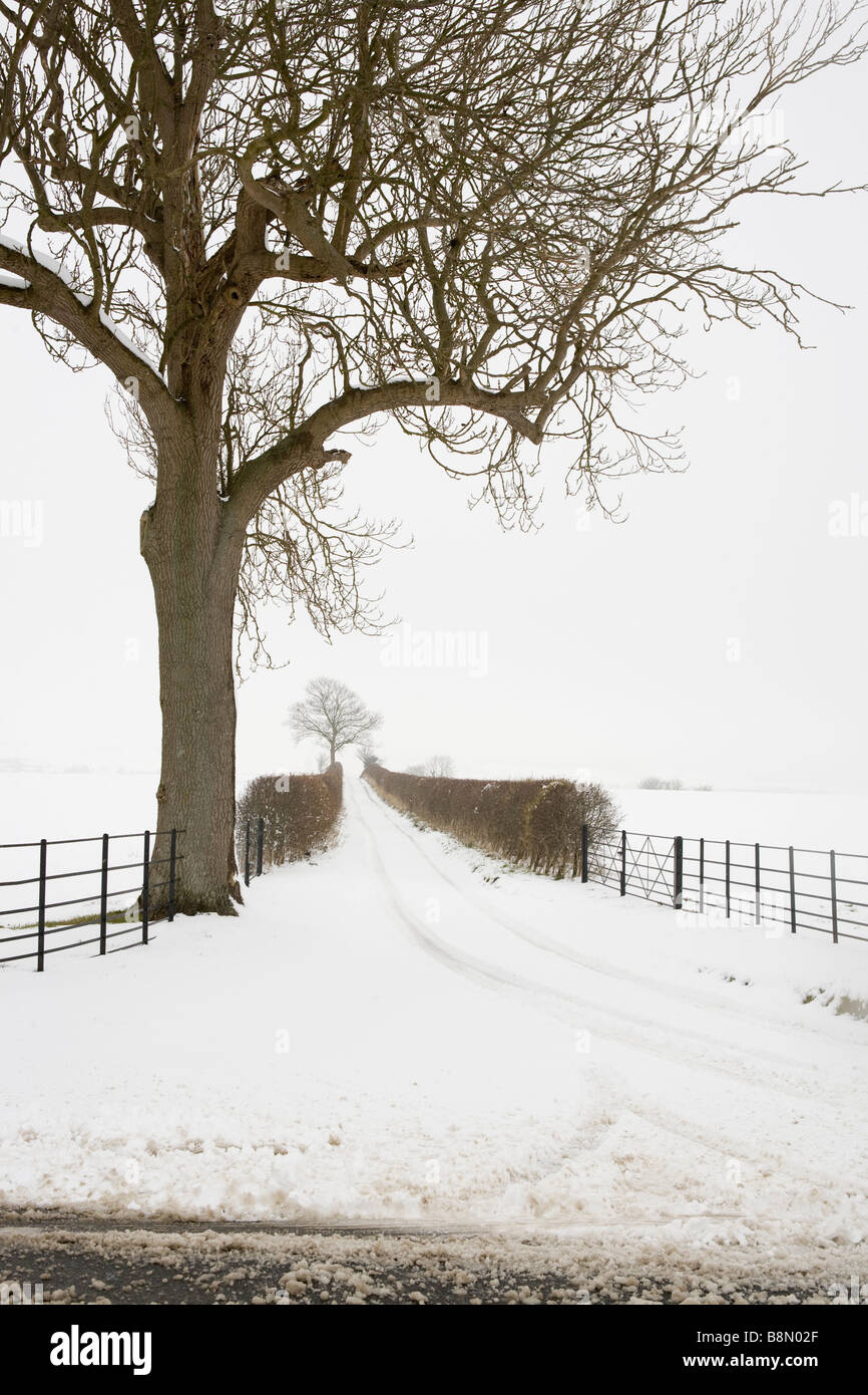 tree at the start of a snowed in country lane Stock Photo